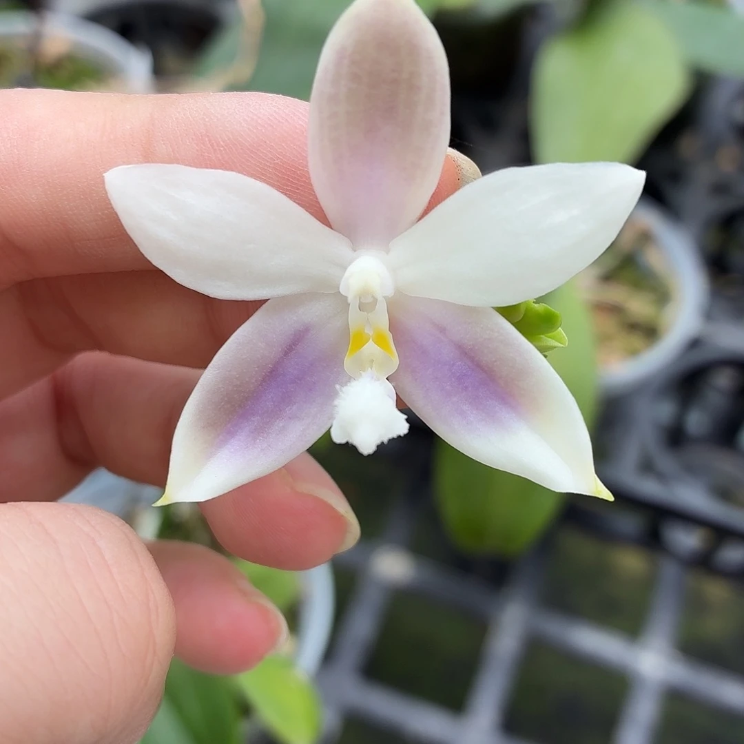当前无花朵，栽培后可花朵A1870盈收宝贝