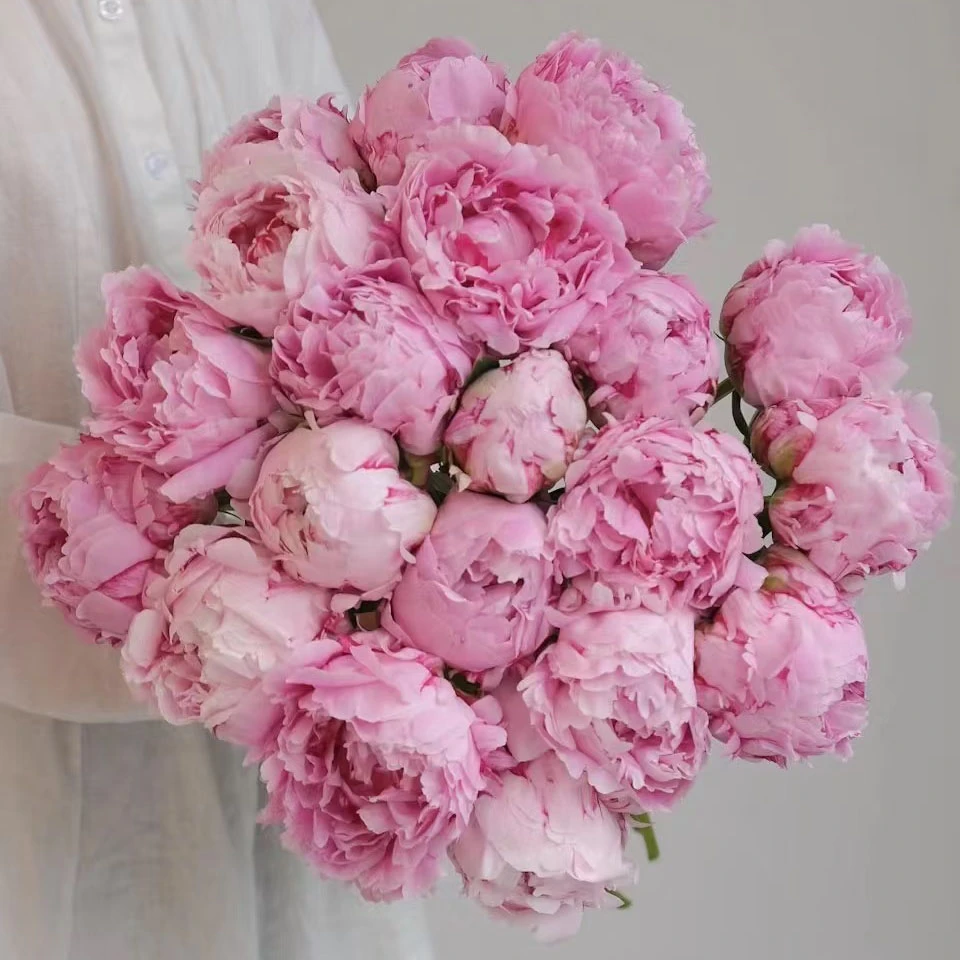 【限量100单-莎拉】进口芍药鲜切花菏泽基地直发