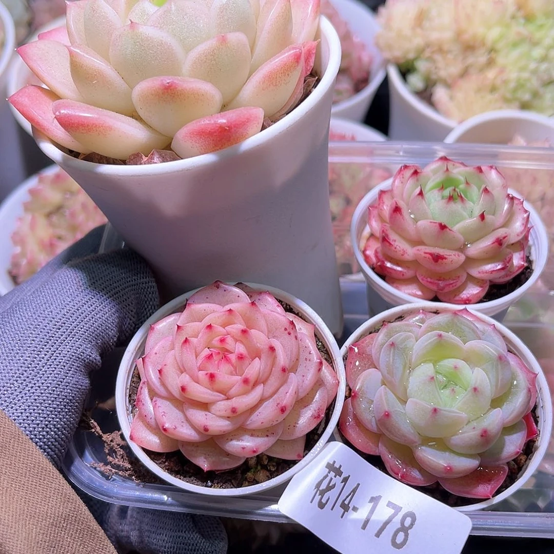 花14-178框拍多肉4颗