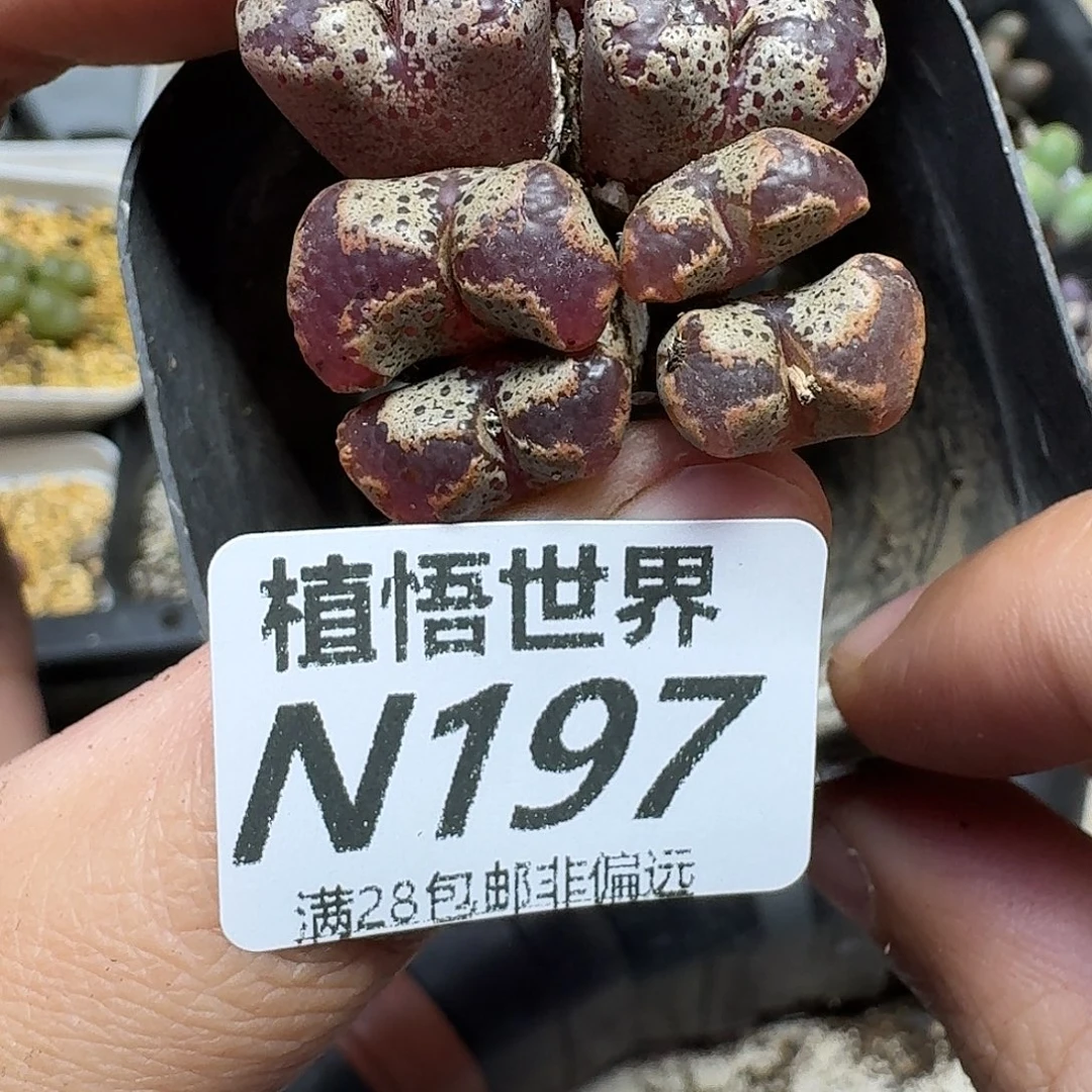 多肉植物的人生方便不