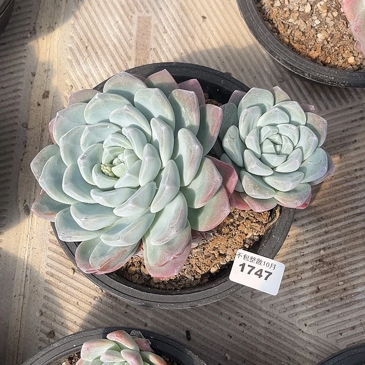 阿雅园艺。        1747冰玉