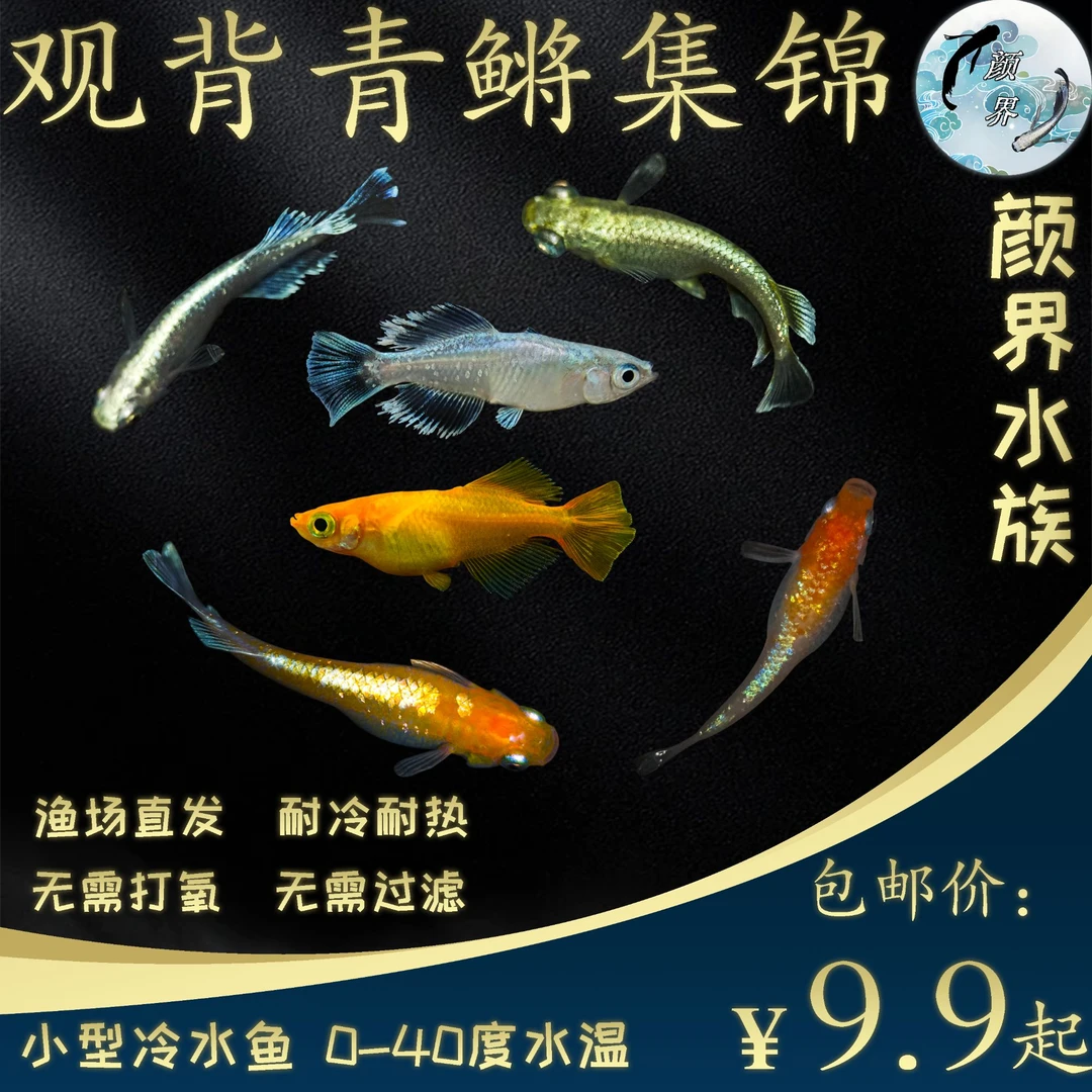 观背青鳉鱼集锦两单包邮冷水鱼天使之翼广温鱼不打氧不过滤不加温