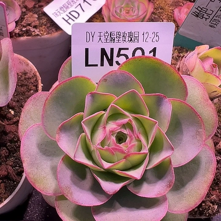 露妮501紫边绝色一号