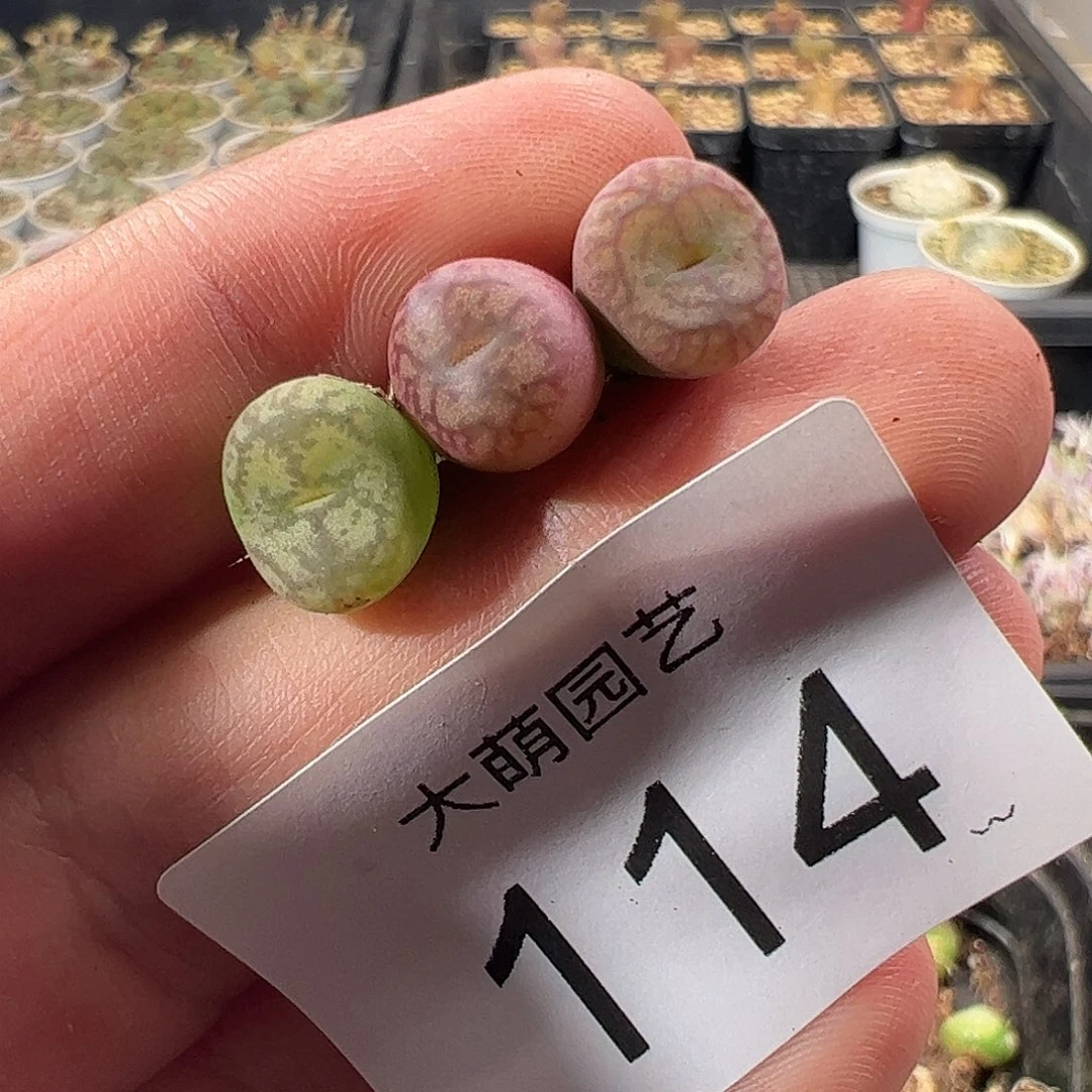一物一拍。     114