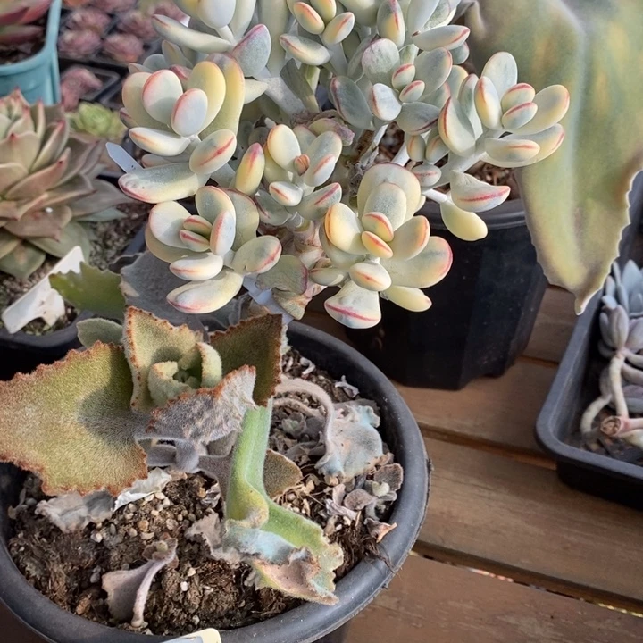 D555- 直播福利 乒乓福娘锦