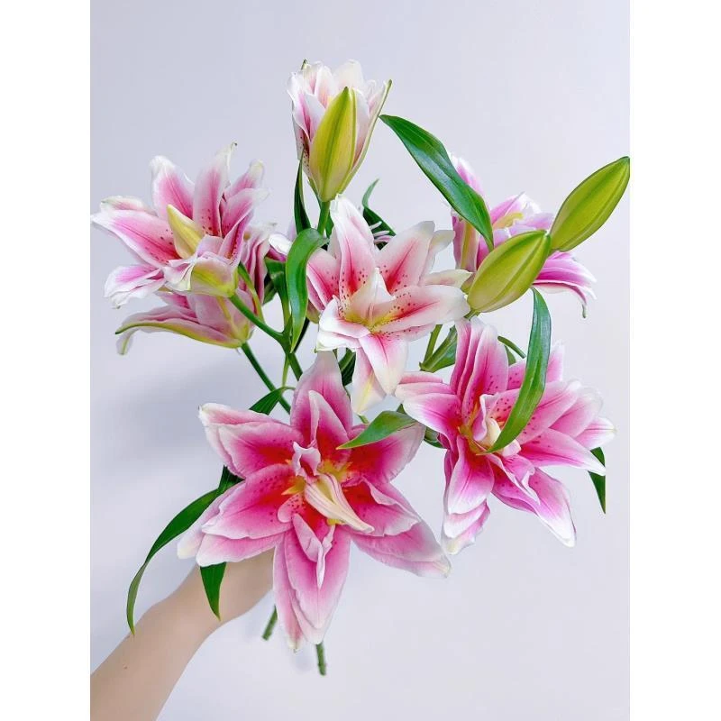 鲜花【西亚拉百合】同地址两单以上顺丰包邮送货上门+送配草1扎