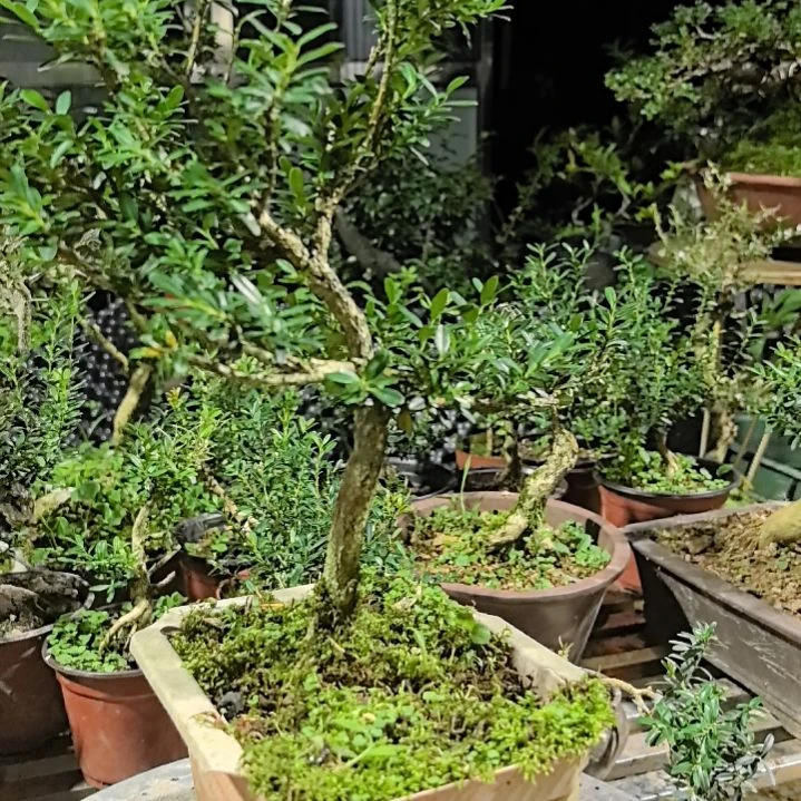 依***缘黄杨花造型盆景树