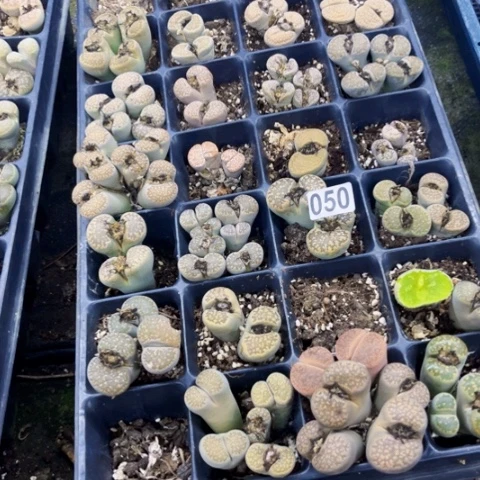 058生石花脱土一物一图如图