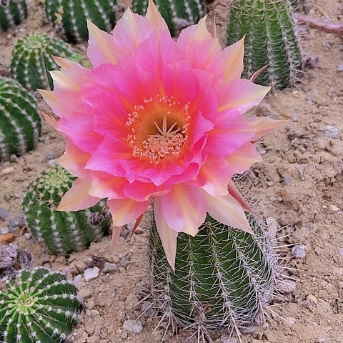 仙人掌彩草127摘花脱土发货