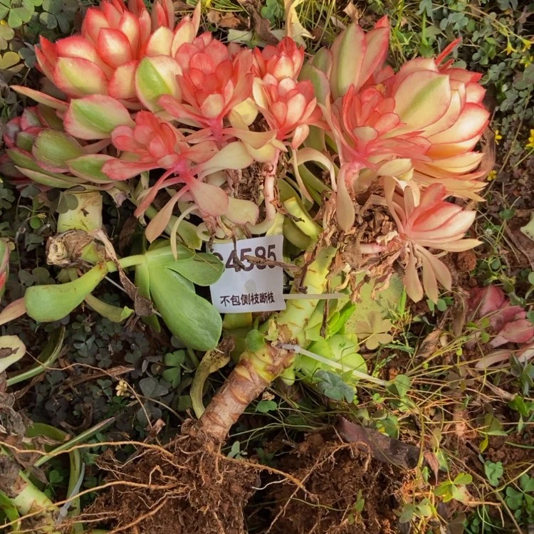 【闪购商品】萧**姐4585两棵多肉