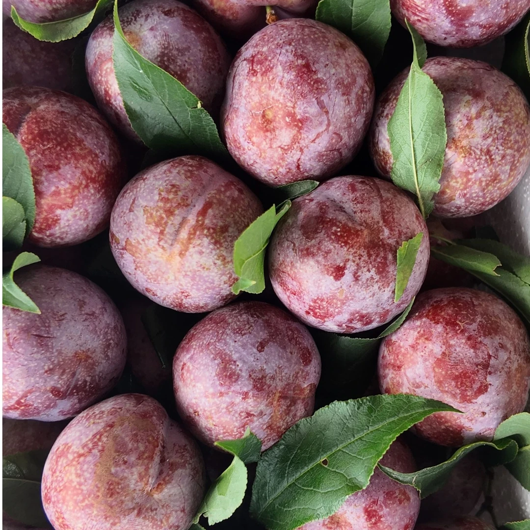 广东信宜三华李正宗红心三华李子新鲜现摘当季水果酸脆多汁