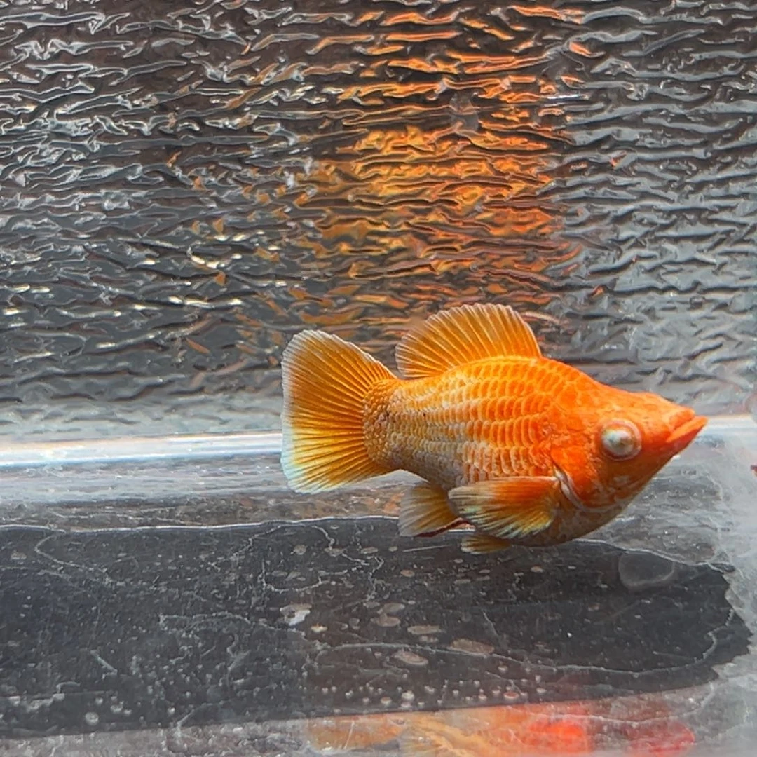 孔雀鱼玛丽鱼一条黄金母