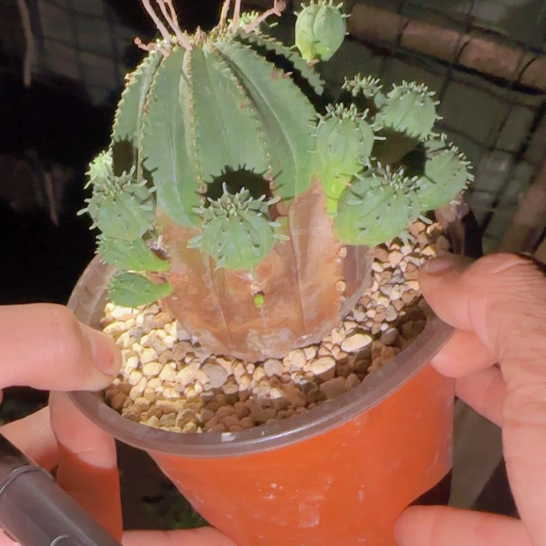 块根植物块根植物