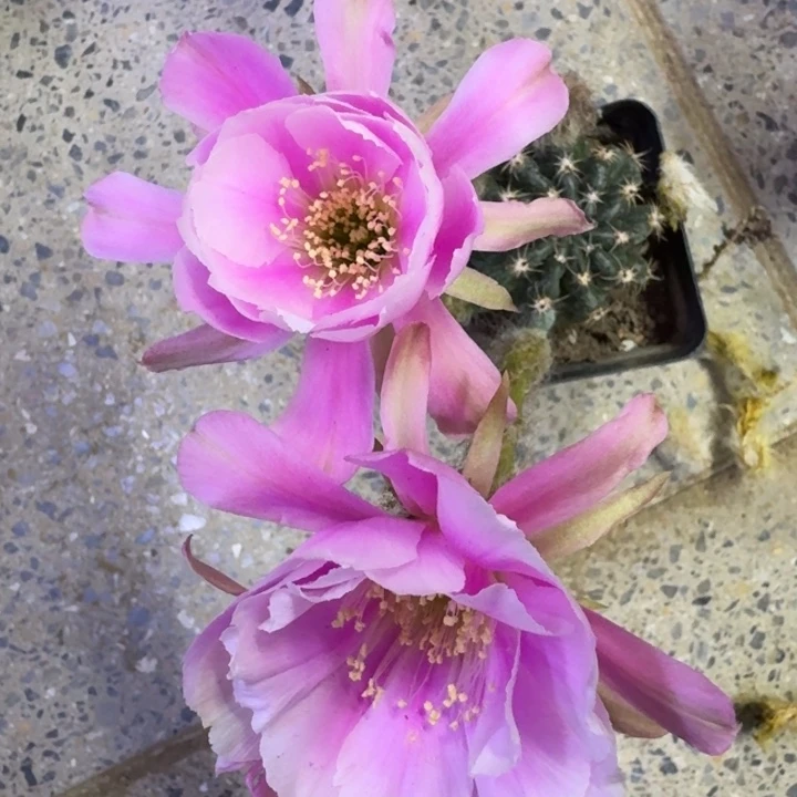 246带根丽花掰花脱土发货有点皱，20包邮