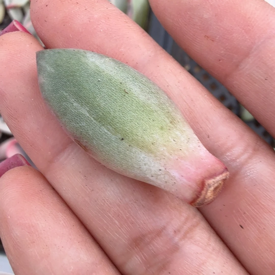 母本2500的美人锦