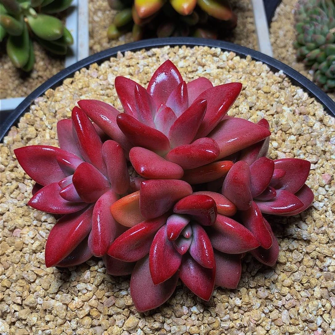 树**S哈哈哈哈哈哈哈哈哈哈哈