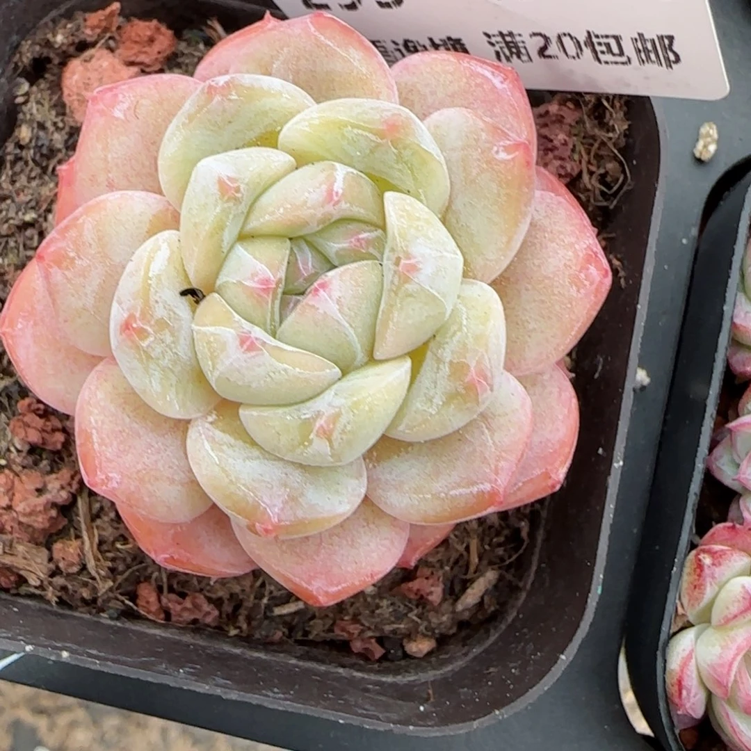 吹*泡花语逸镜0116-295