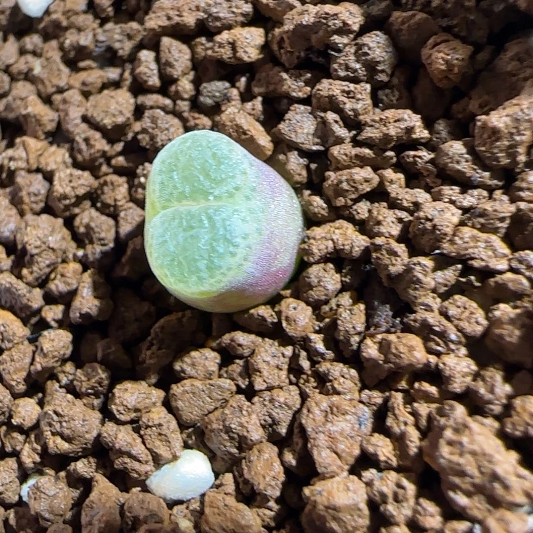 肉锥多肉植物组合-胖虎1724