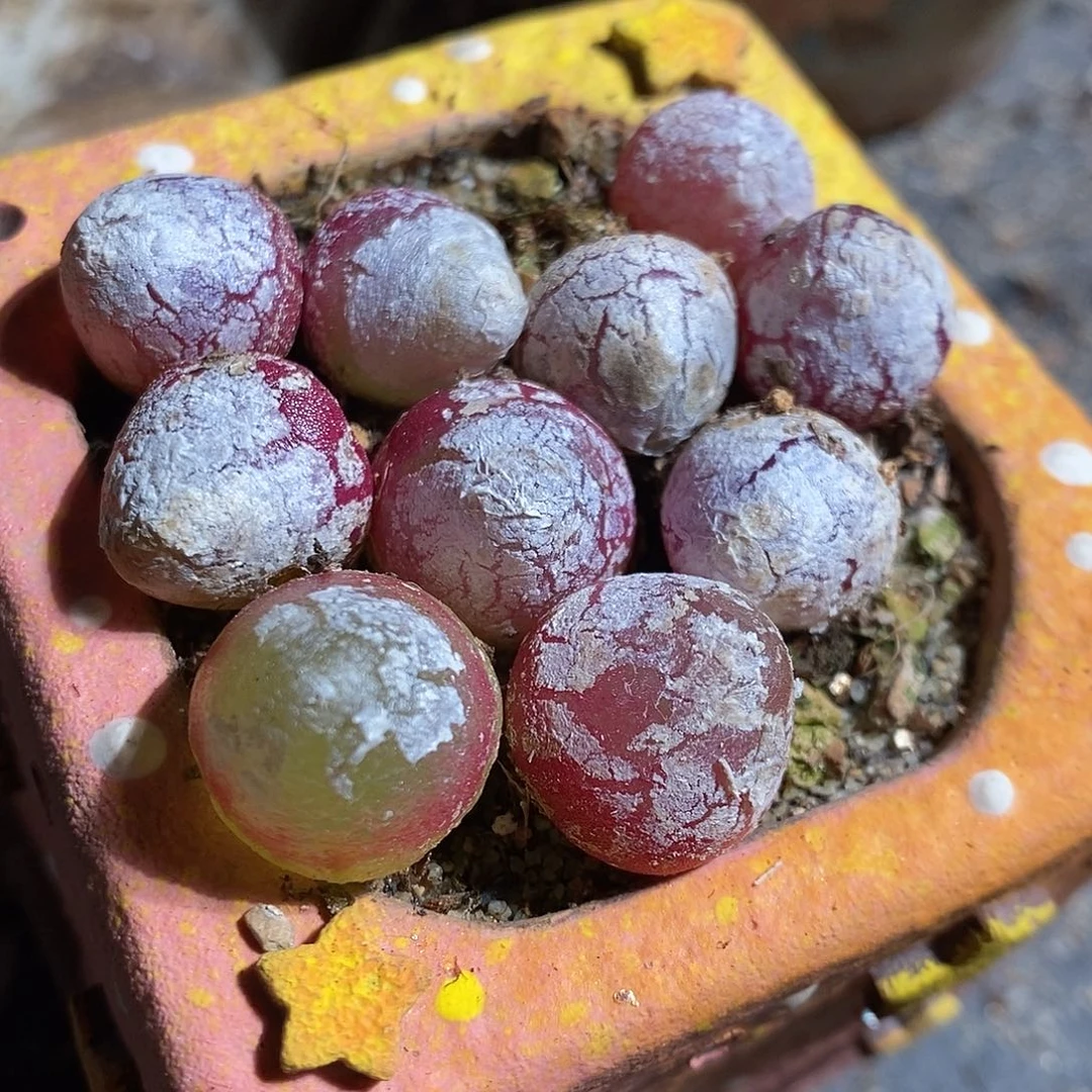 十颗大于一厘米灯泡