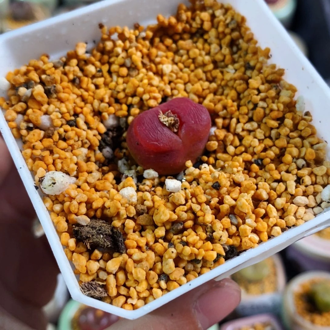 3227--一物一拍带盆