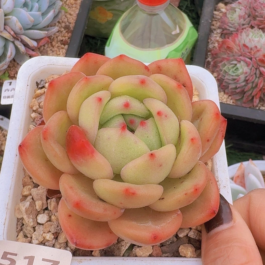 1517一物一拍（满28包邮）