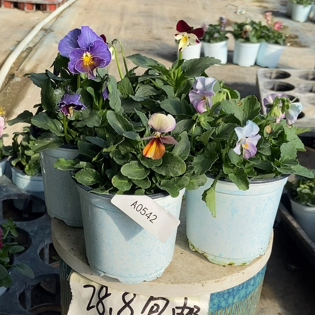 大部分花苞少量开放542