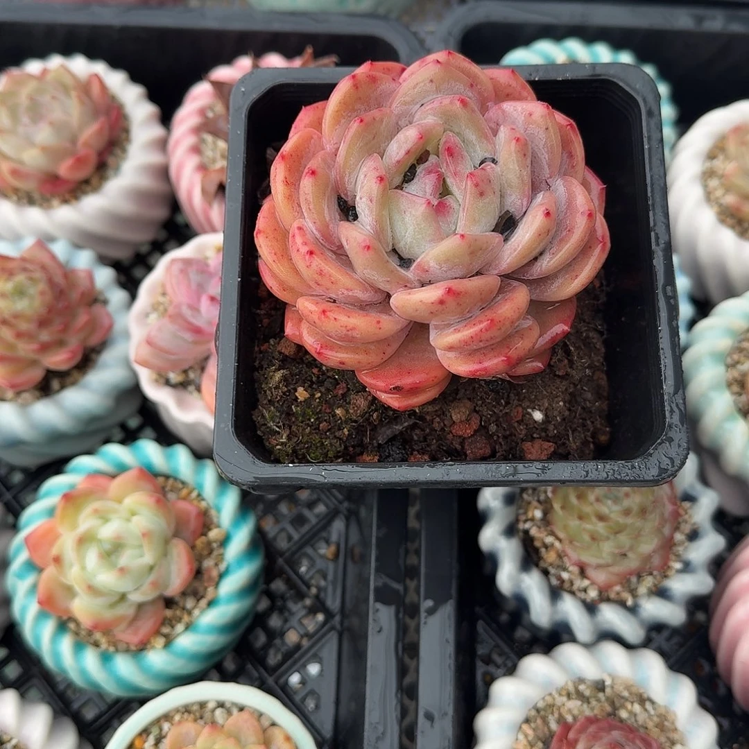 成梦露单头多破肉植物