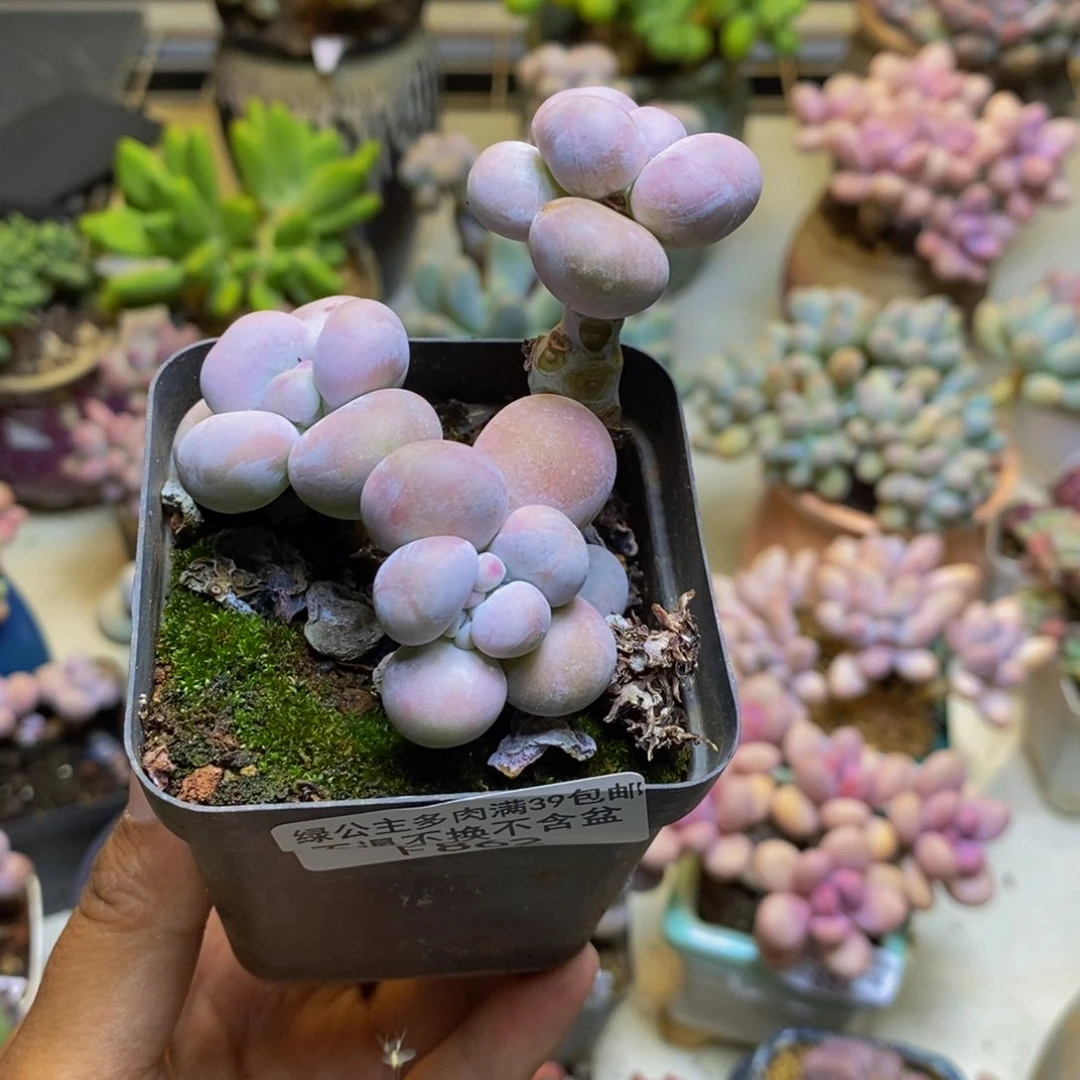 862芭比奶多肉7cm