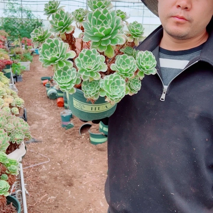 伊立莎白二加伦多肉法师