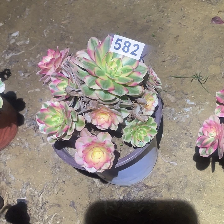 多肉植物法师582倾城
