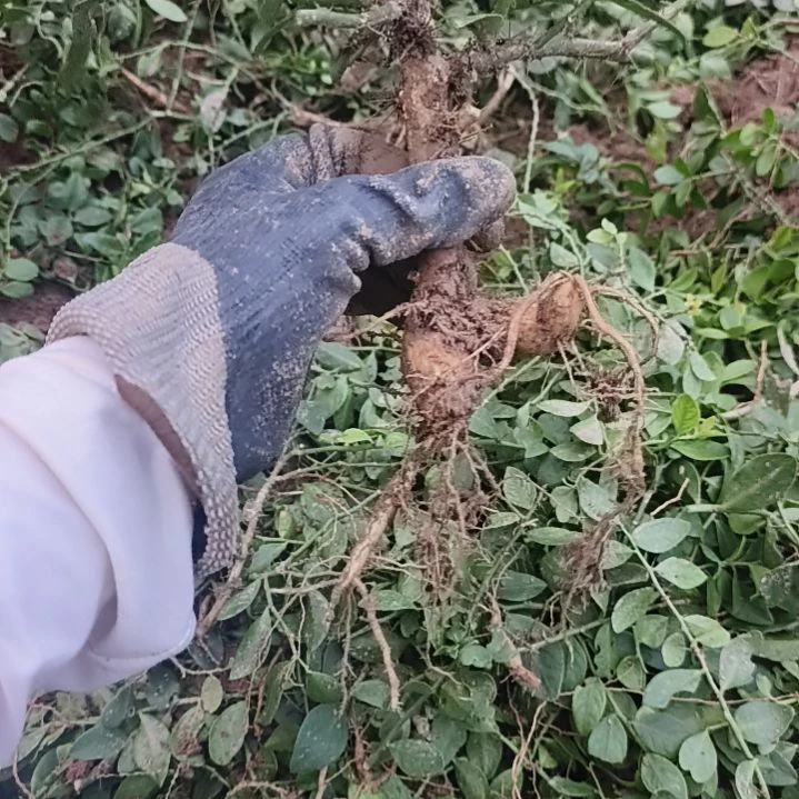 用***4月之会柱一颗脱土
