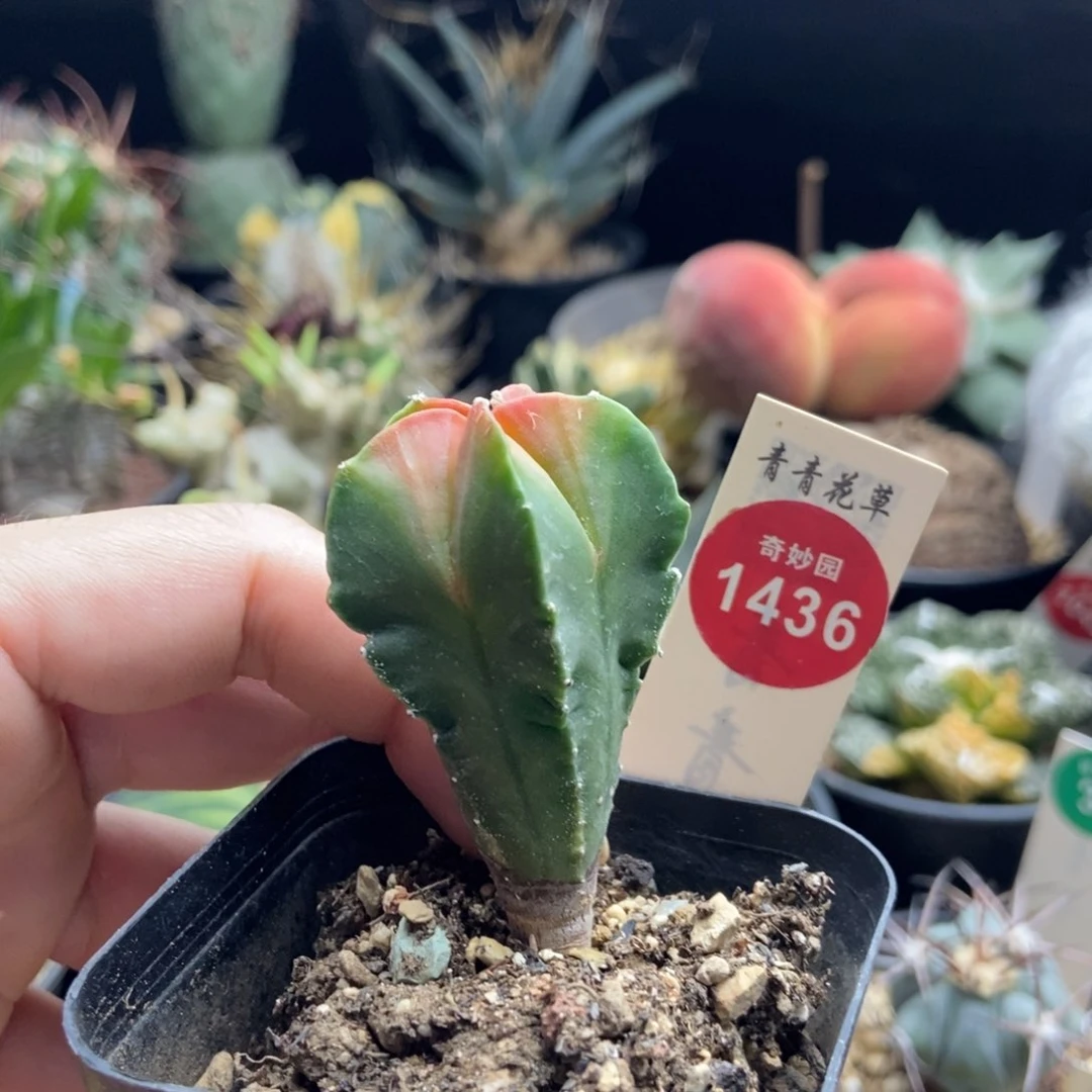 红心鸾凤玉实生一棵特价不包邮