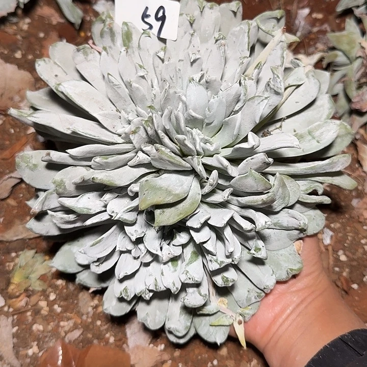 h***u3代杂交仙女杯多肉福利辞退瑕疵