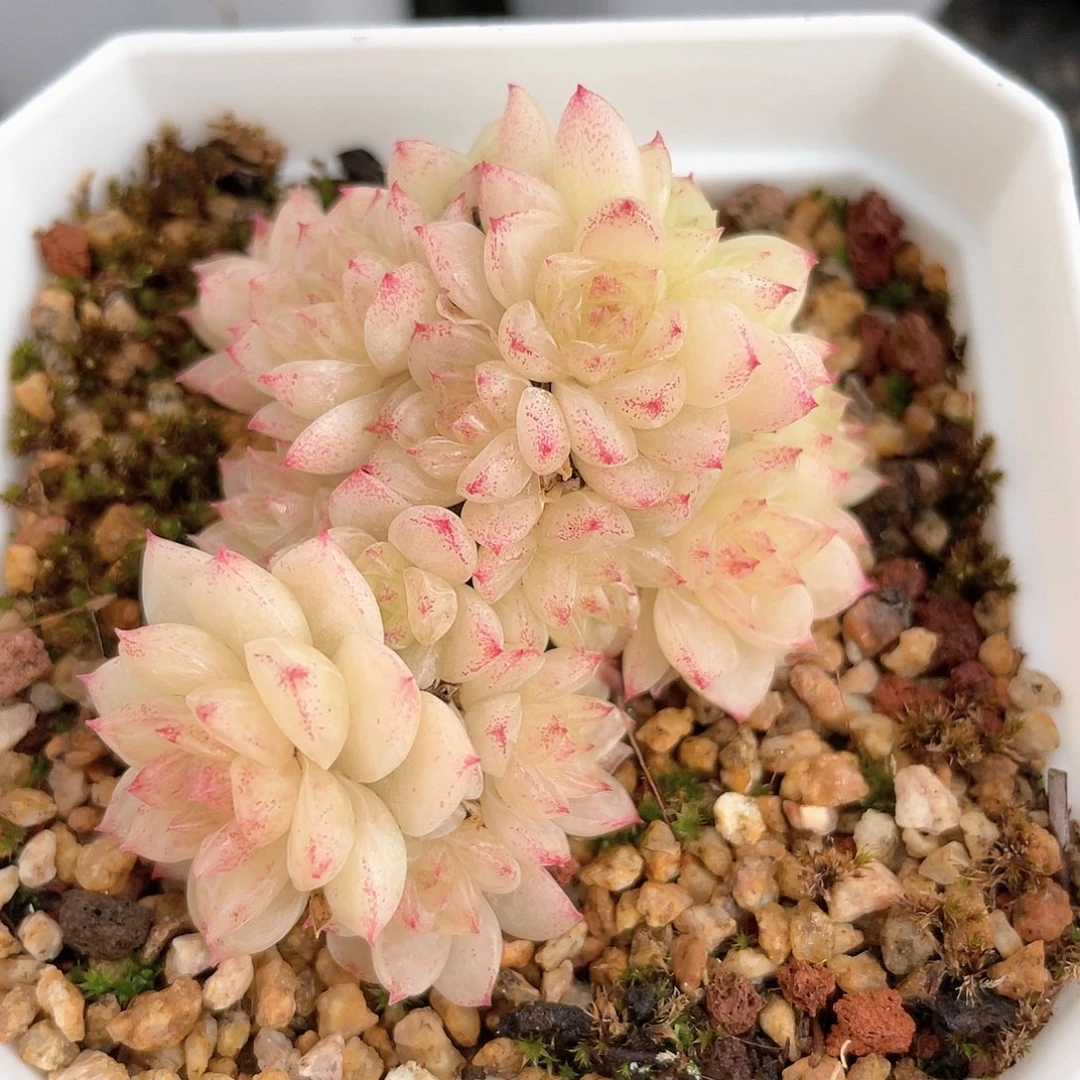 优选麦秆福利8809