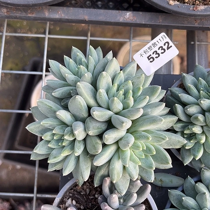 阿雅园艺。        5332落雪美人