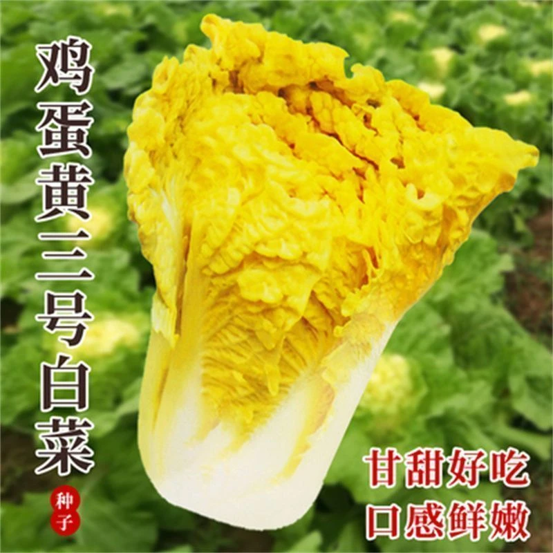 正宗鸡蛋黄白菜种子黄心大白菜早熟抗病高产四季菜籽正品蔬菜种子