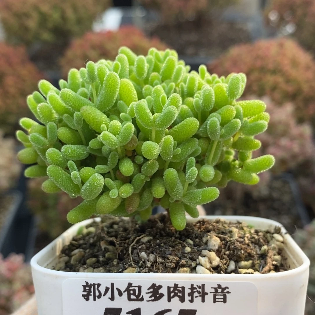 蜜橘糖球5165枝干番杏