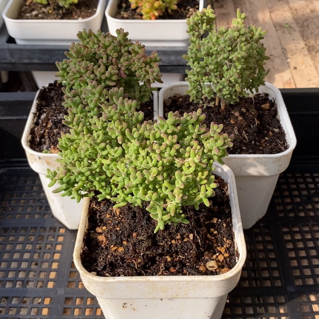 枝干番杏多肉植物059