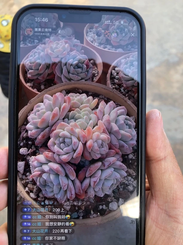 冰玉一颗无砍无掐