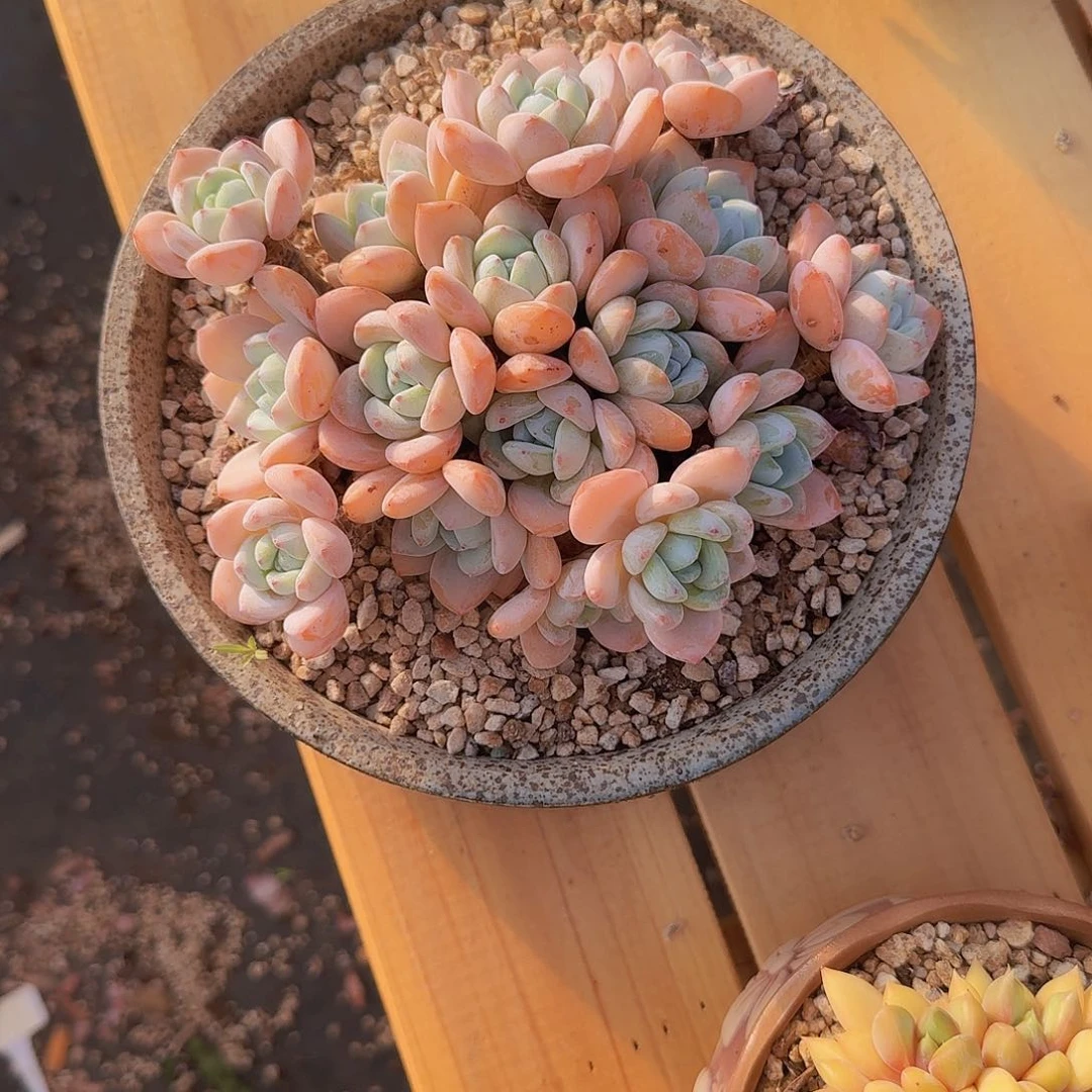 王*芳哦哟哟哟哟罗我