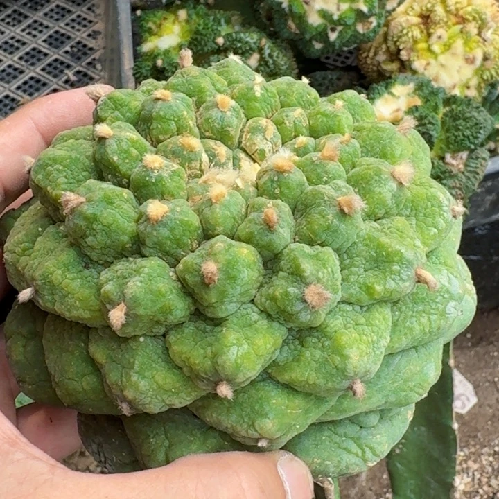 无花朵泰***行福利大尤皱油641