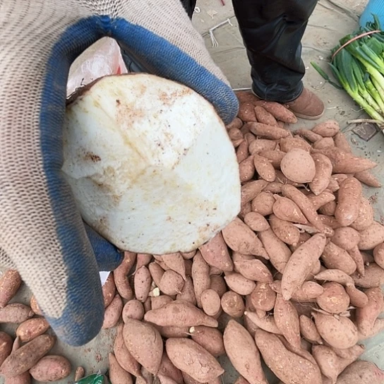 中国大陆地瓜5斤白心软糯酥好吃