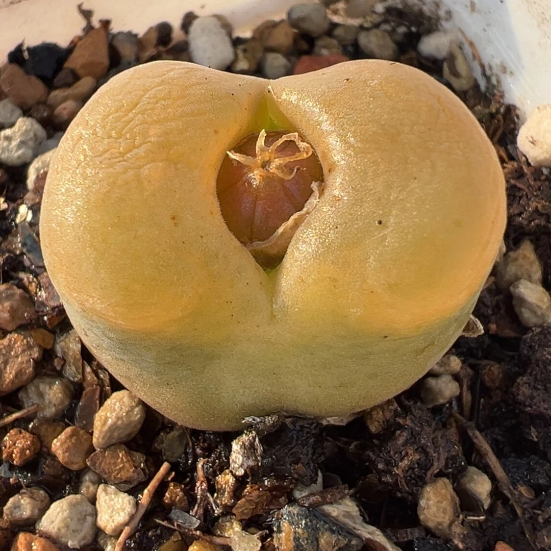 051多肉植物种类和