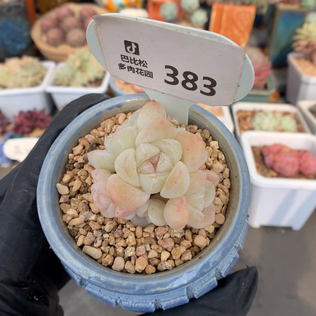 383 迷你白底冰玉六头