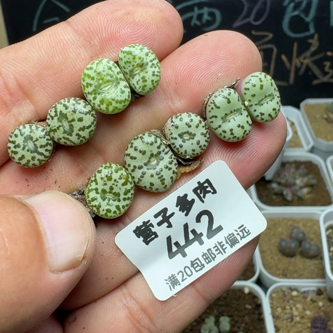 安贞