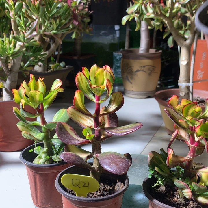 若**见Q21卷叶脱土发货