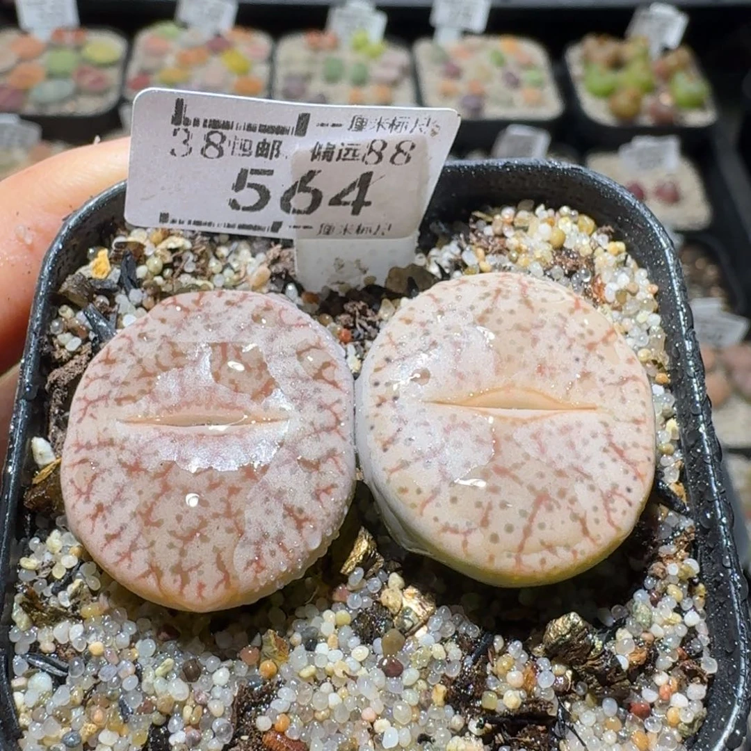 Sss新年福利款564