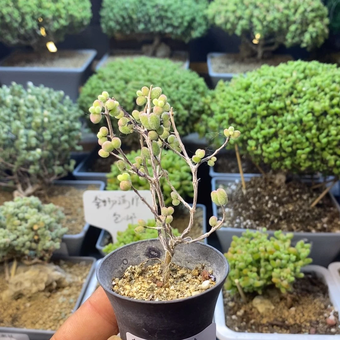 201糖球白虎斑锦