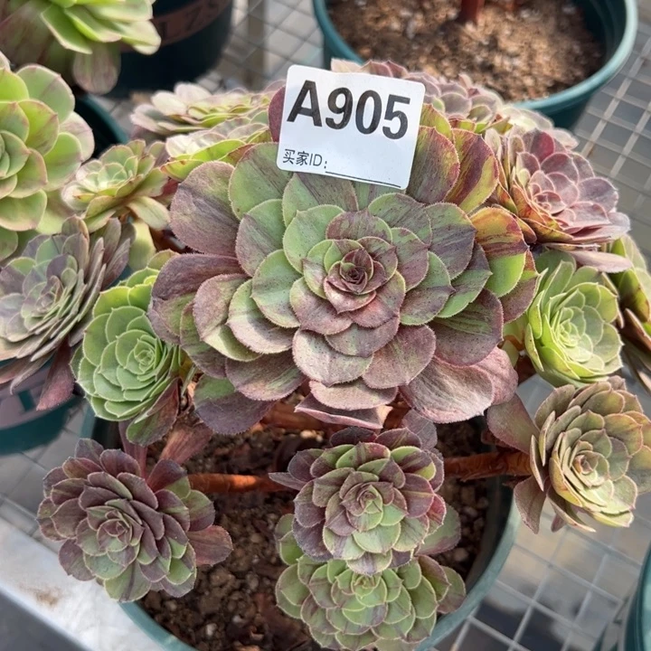 905花月夜20厘米左右