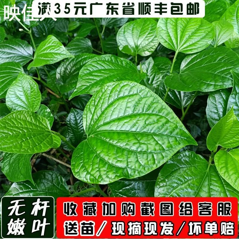 假娄叶新鲜哈喽叶蛤篓叶假蒌叶海南捞叶蛤蒌叶哈篓叶包粽子葛蒌叶